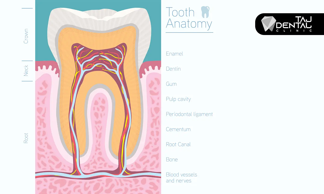 آناتومی دندان