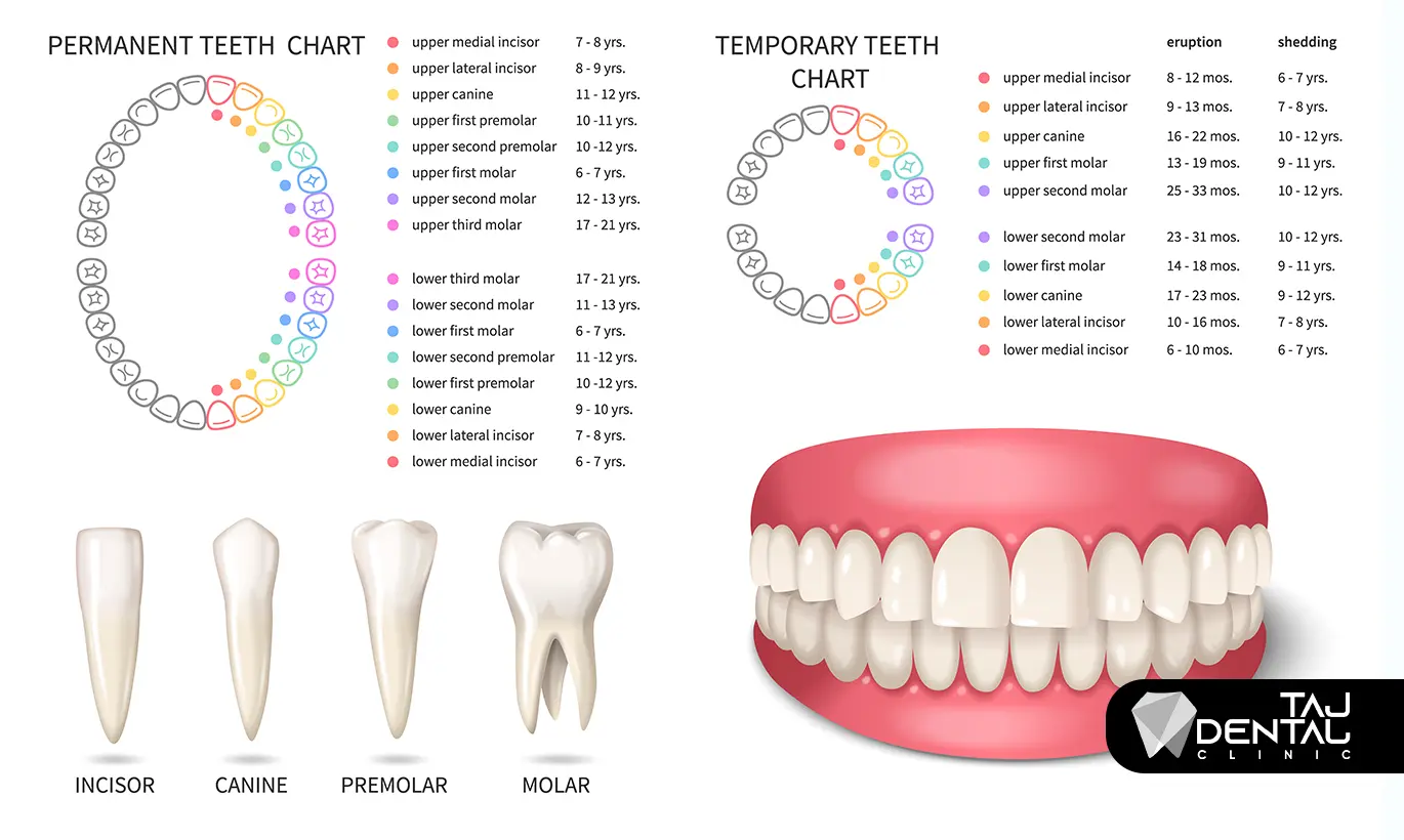 آناتومی دندان