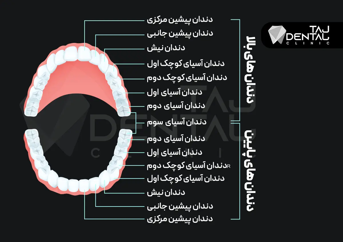 انواع دندان و عملکرد آنها