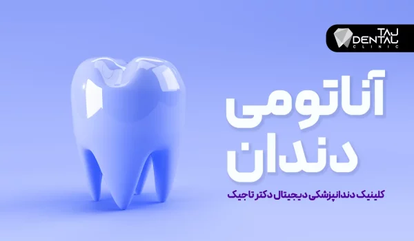 آناتومی دندان